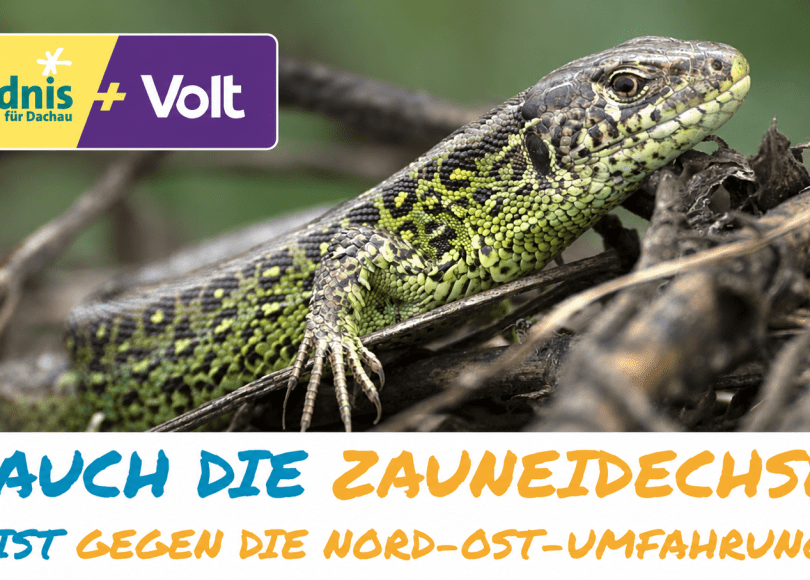 Zauneidechse auf einem Ast mit dem Hinweis: Auch die Zauneidechse ist gegen die Nord-Ost-Umfahrung.
